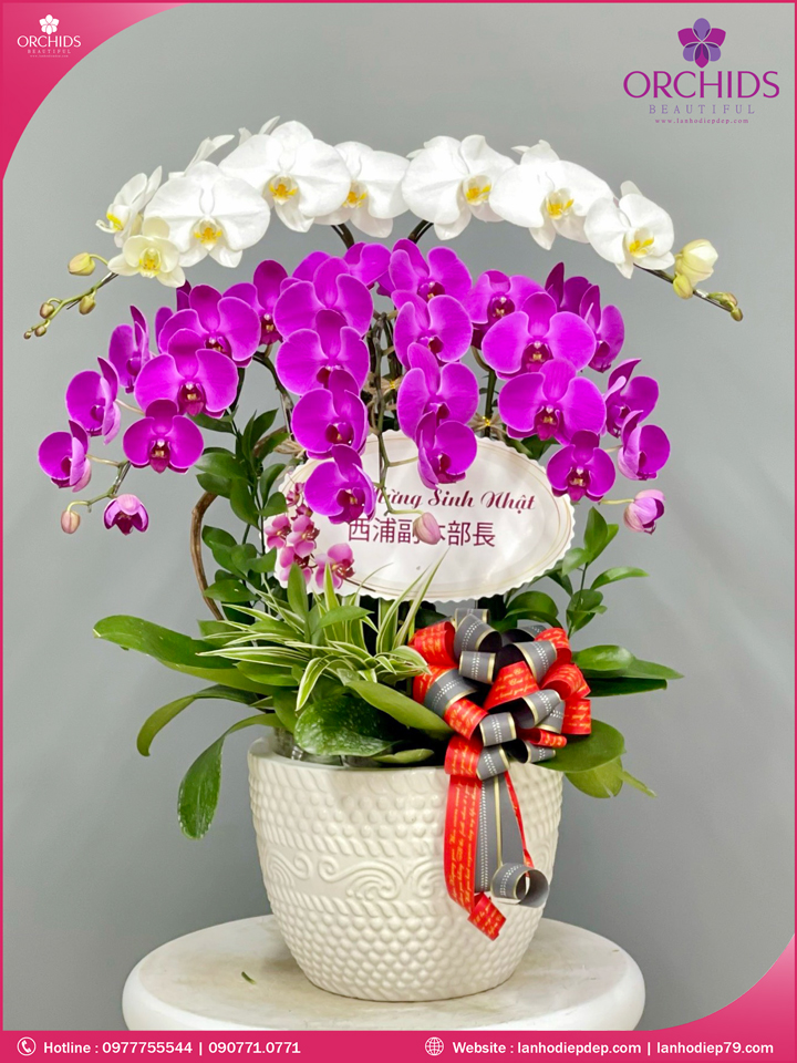 Chậu hoa lan hồ điệp trắng tím 5 cành