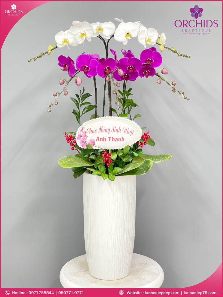 Chậu hoa lan hồ điệp trắng tím 5 cành