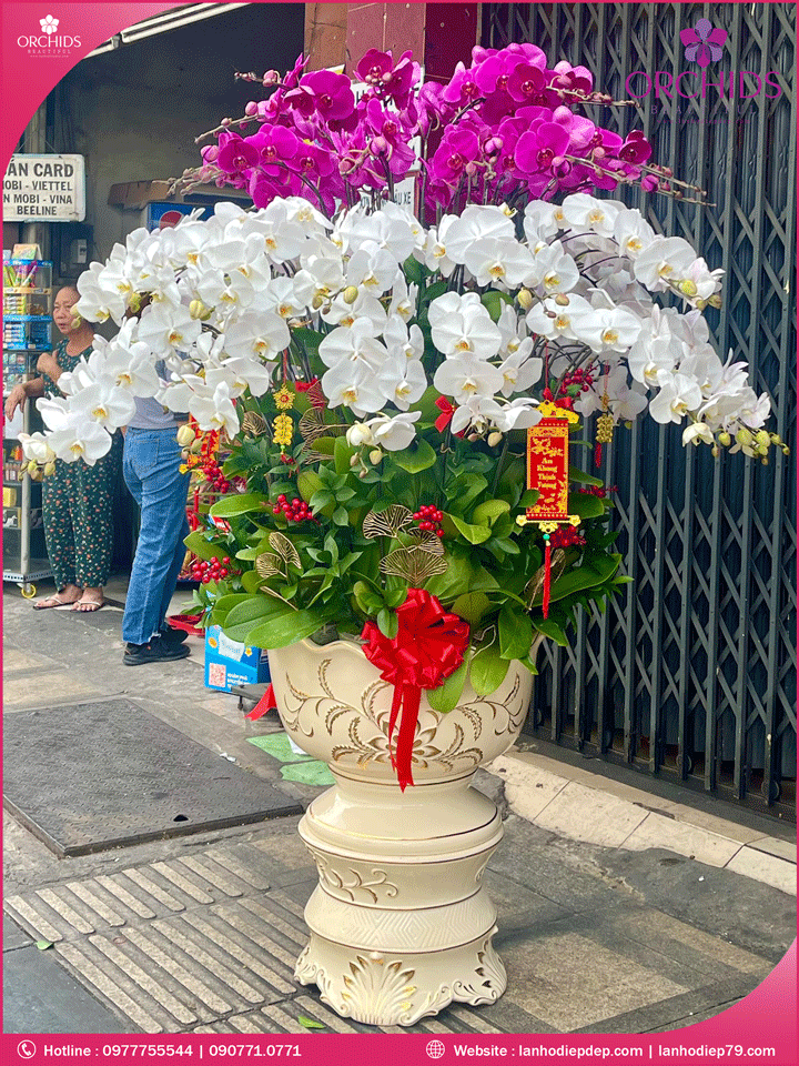 Chậu hoa lan hồ điệp trắng tím 51 cành