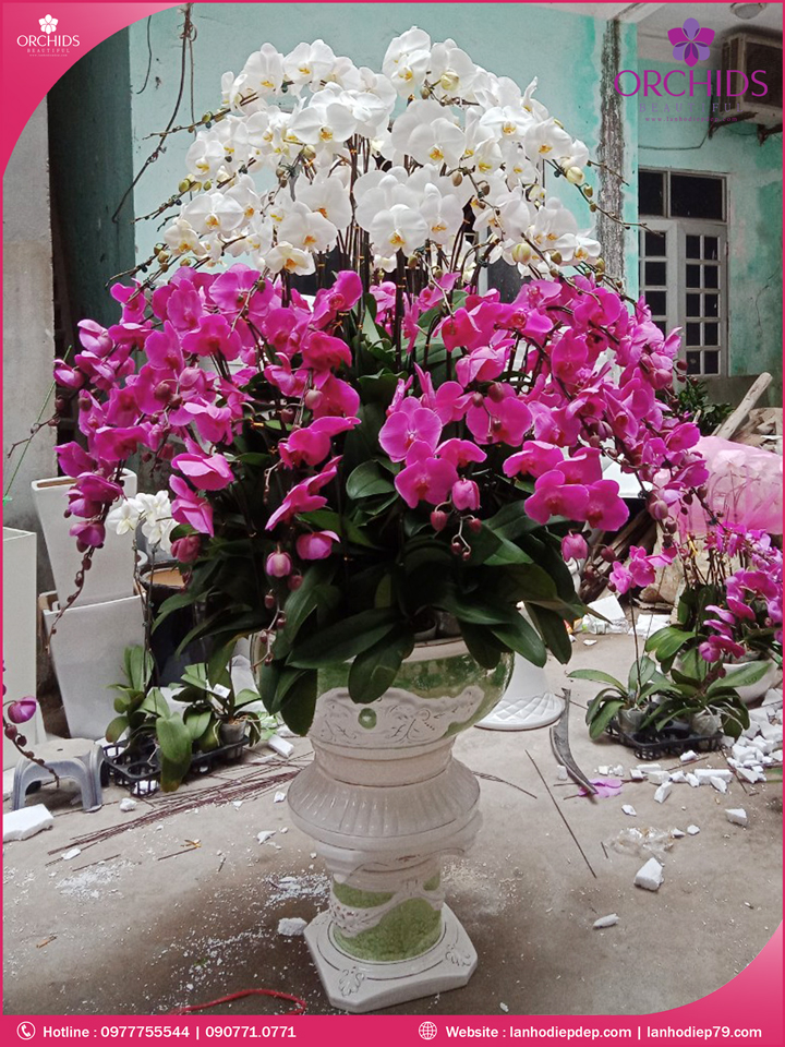 CHậu hoa lan hồ điệp trắng tím 56 cành