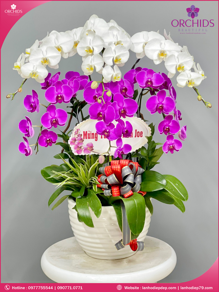 Chậu hoa lan hồ điệp trắng tím 6 cành