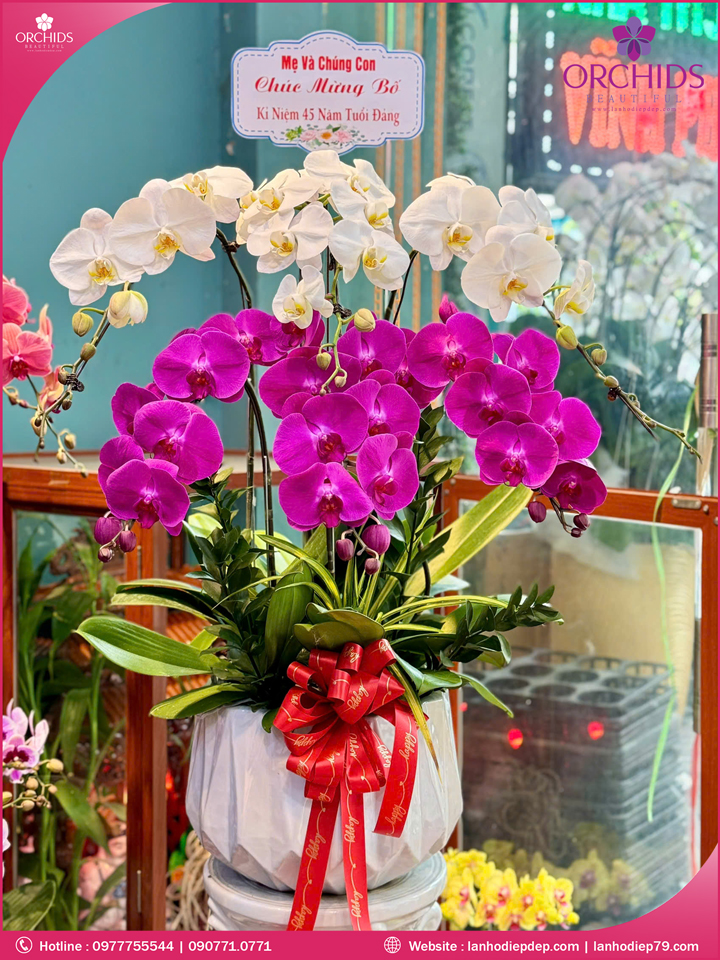 Chậu hoa lan hồ điệp trắng tím 6 cành