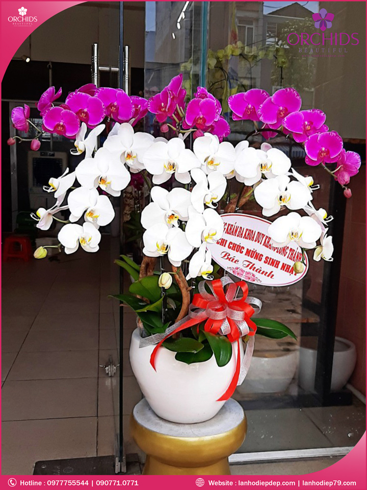 Chậu hoa lan hồ điệp trắng tím 6 cành