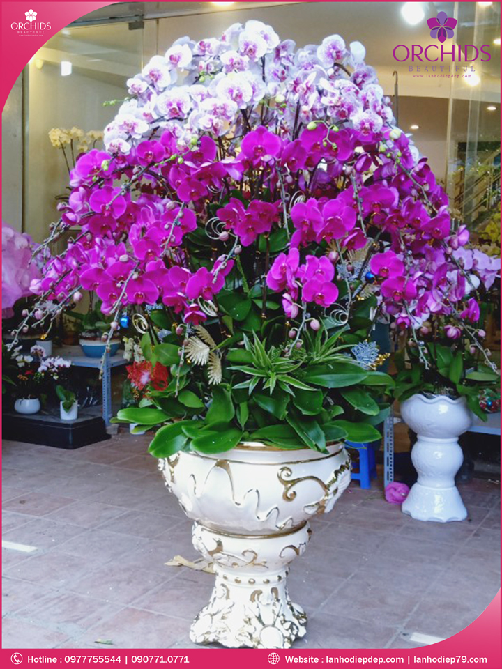 Chậu hoa lan hồ điệp trắng tím 60 cành