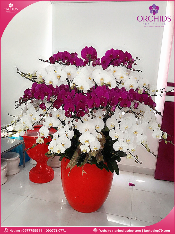 Chậu hoa lan hồ điệp trắng tím 60 cành
