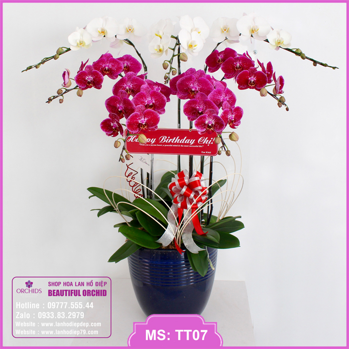 Chậu hoa lan hồ điệp trắng tím 7 cành