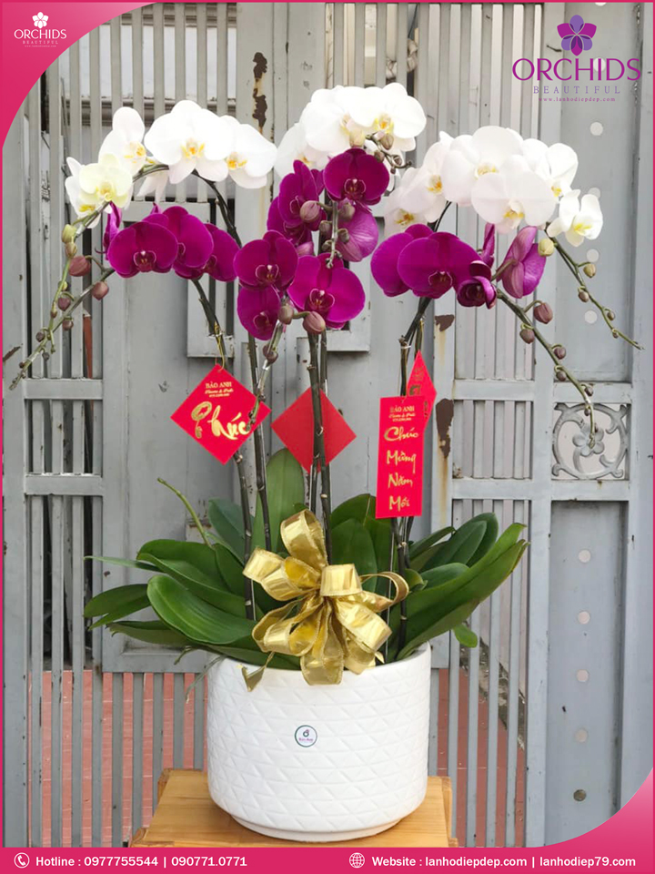 Chậu hoa lan hồ điệp trắng tím 7 cành