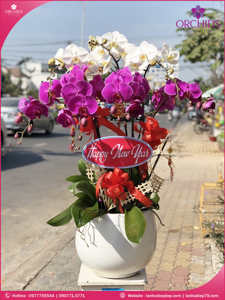 Chậu hoa lan hồ điệp trắng tím 7 cành