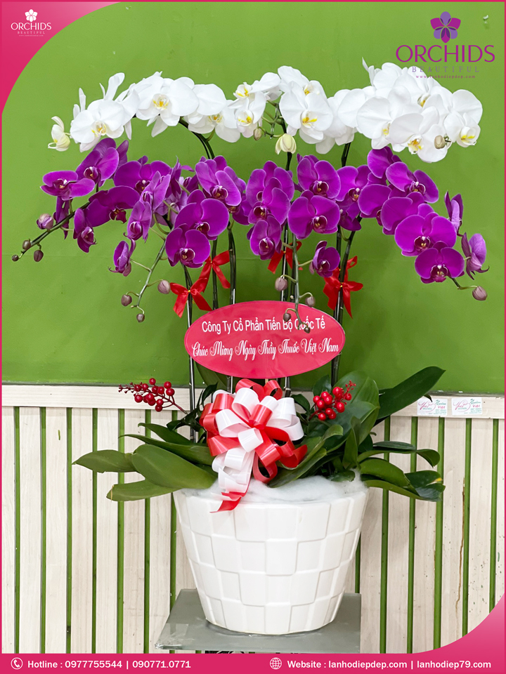 Chậu hoa lan hồ điệp trắng tím 7 cành