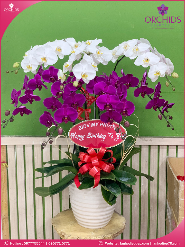 Chậu hoa lan hồ điệp trắng tím 7 cành