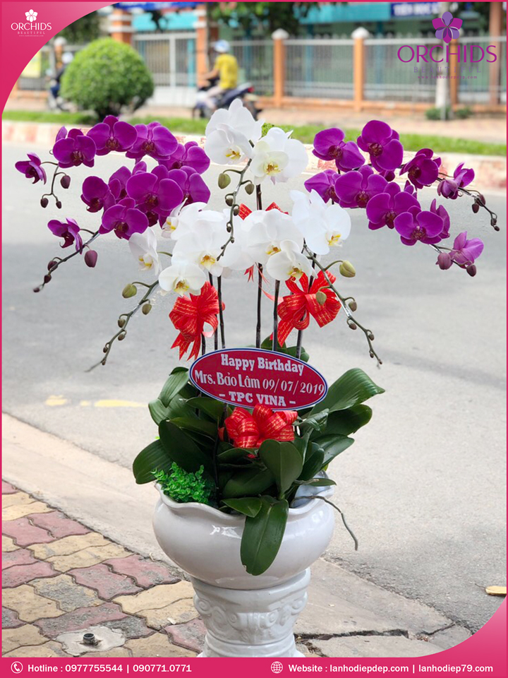 Chậu hoa lan hồ điệp trắng tím 7 cành