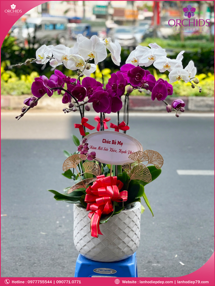 Chậu hoa lan hồ điệp trắng tím 7 cành