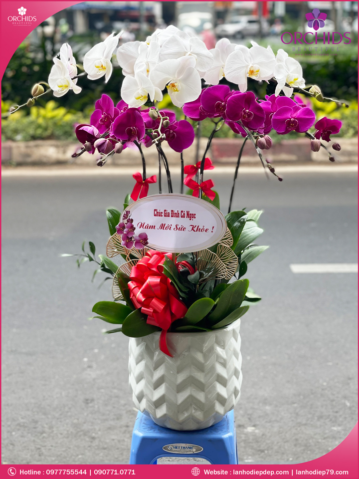 Chậu hoa lan hồ điệp trắng tím 7 cành