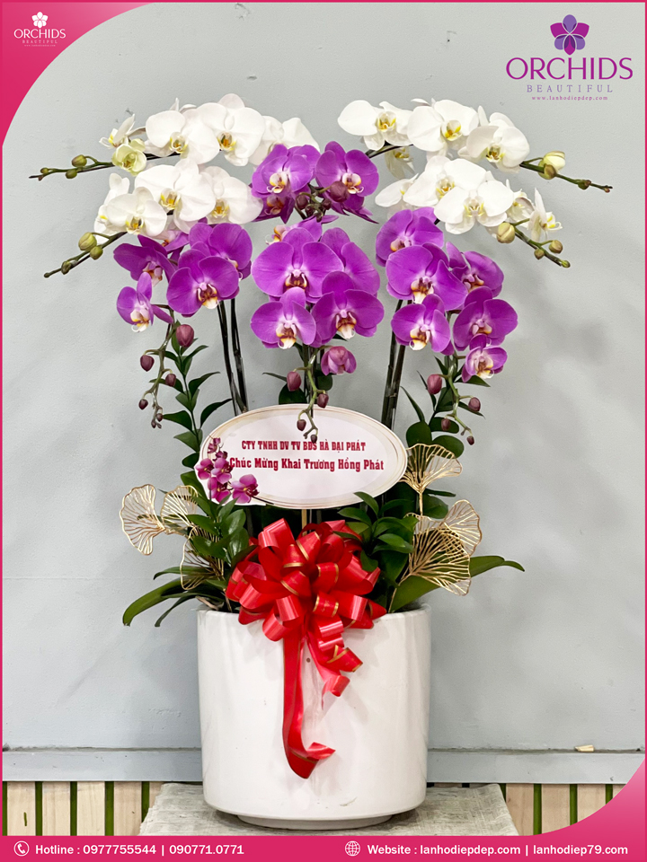 Chậu hoa lan hồ điệp trắng tím 8 cành