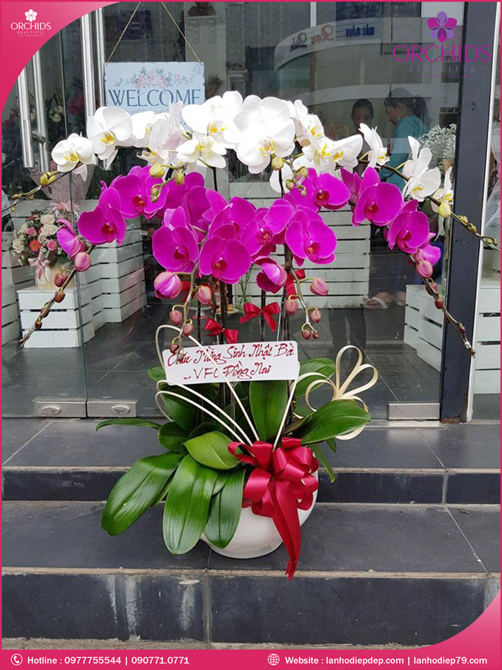 Chậu hoa lan hồ điệp trắng tím 8 cành