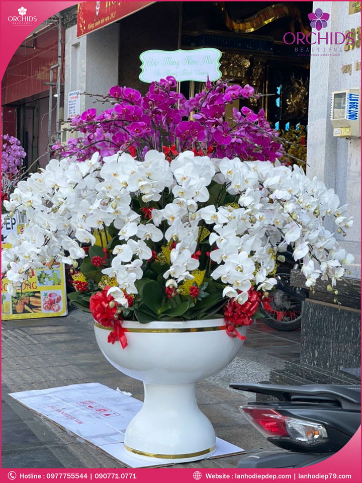 Chậu hoa lan hồ điệp trắng tím 86 cành