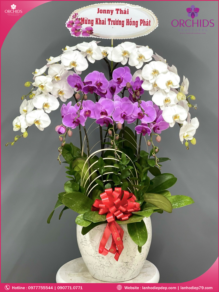 Chậu hoa lan hồ điệp trắng tím 9 cành