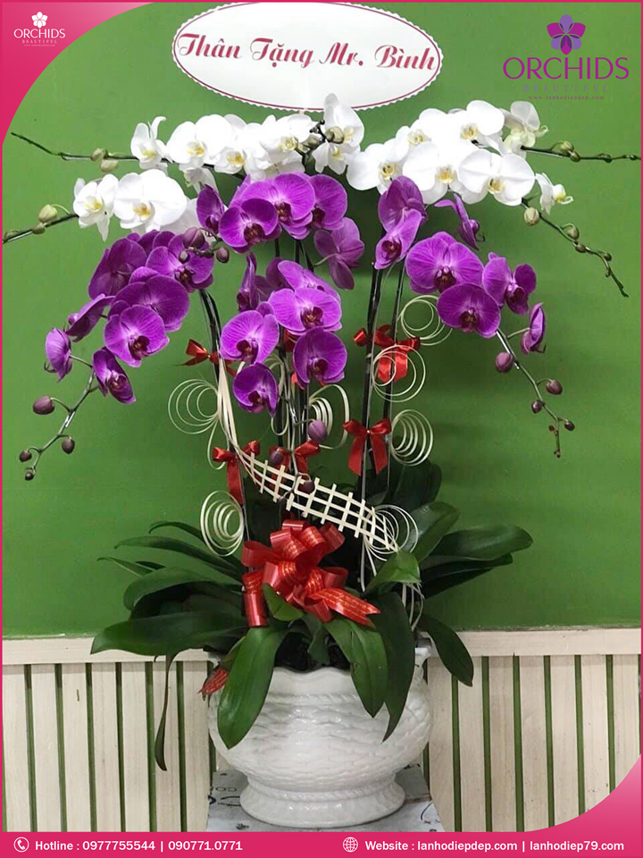 Chậu hoa lan hồ điệp trắng tím 9 cành
