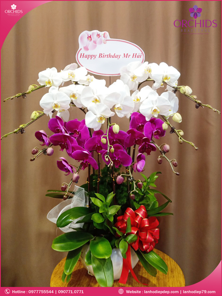 Chậu hoa lan hồ điệp trắng tím 9 cành