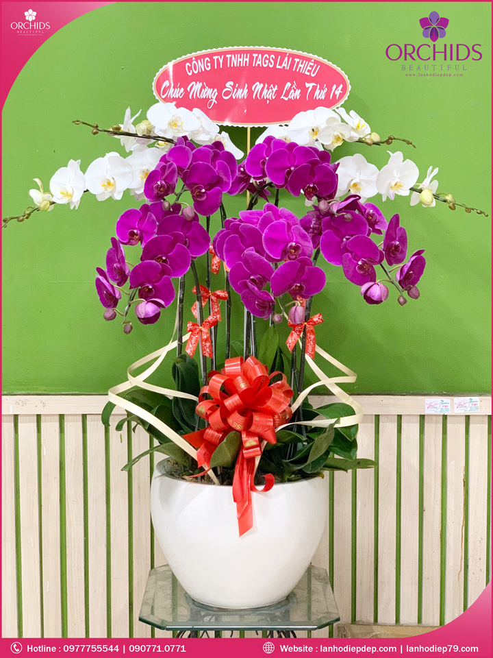 Chậu hoa lan hồ điệp trắng tím 9 cành