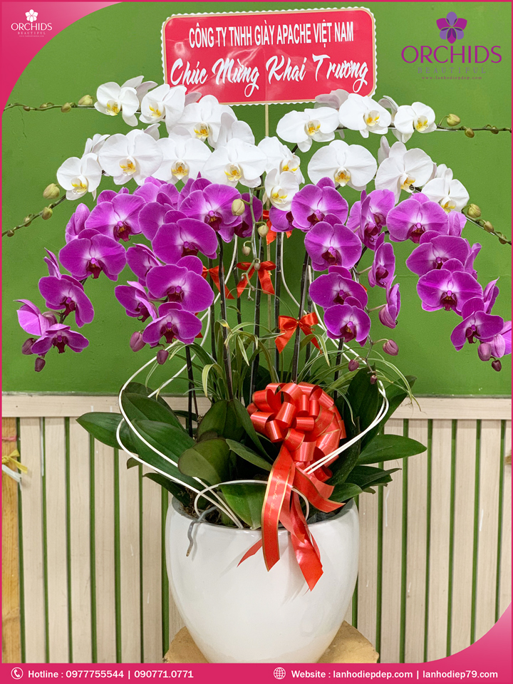 Chậu hoa lan hồ điệp trắng tím 9 cành