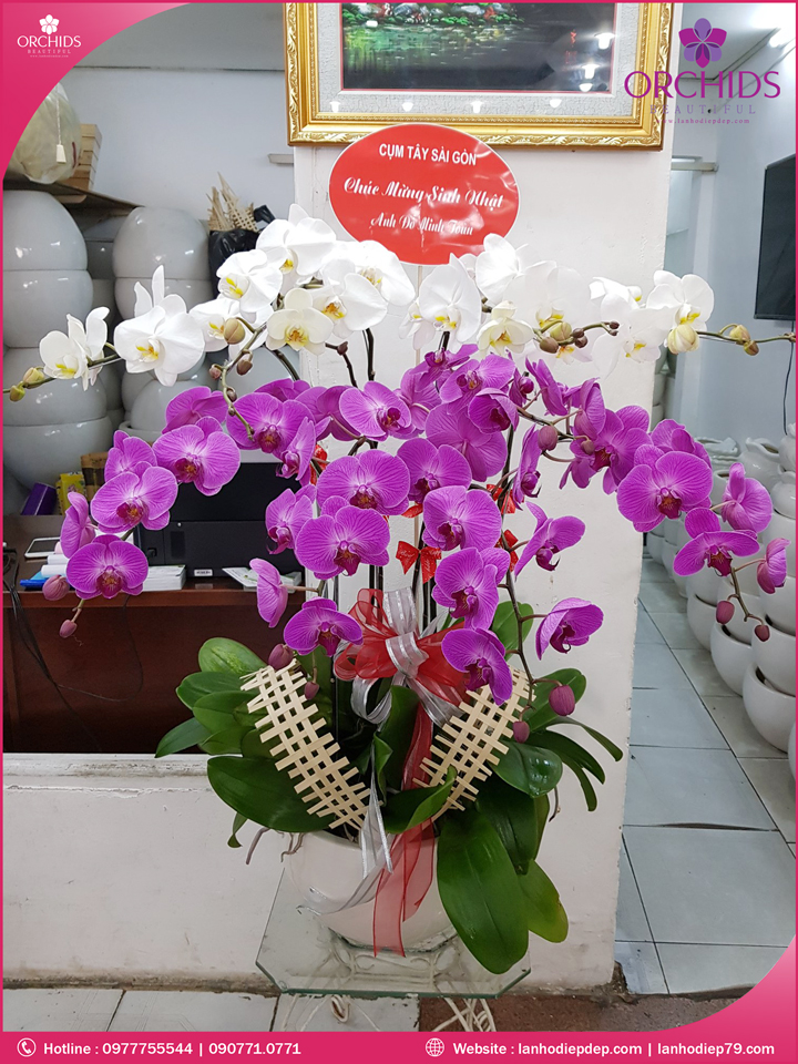 Chậu hoa lan hồ điệp trắng tím 9 cành