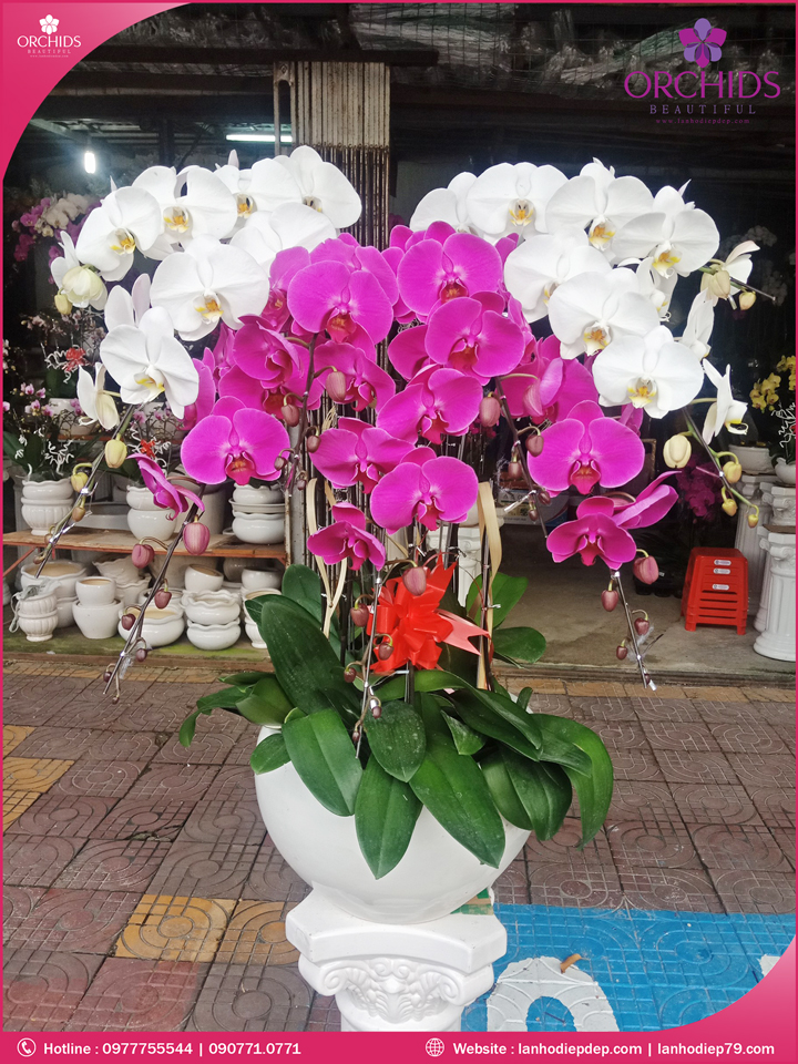 Chậu hoa lan hồ điệp trắng tím 9 cành