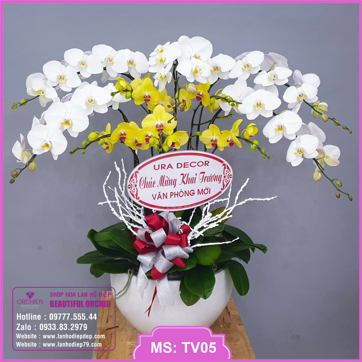 Chậu hoa lan hồ điệp trắng vàng 10 cành