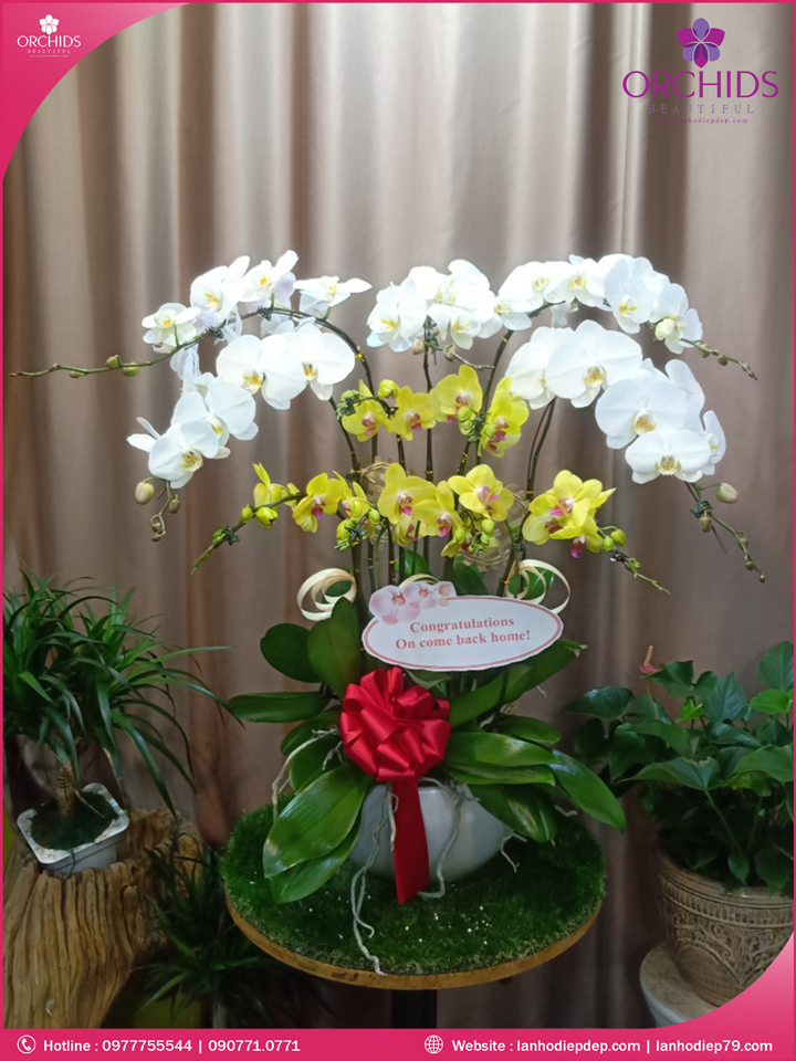 Chậu hoa lan hồ điệp trắng vàng 10 cành