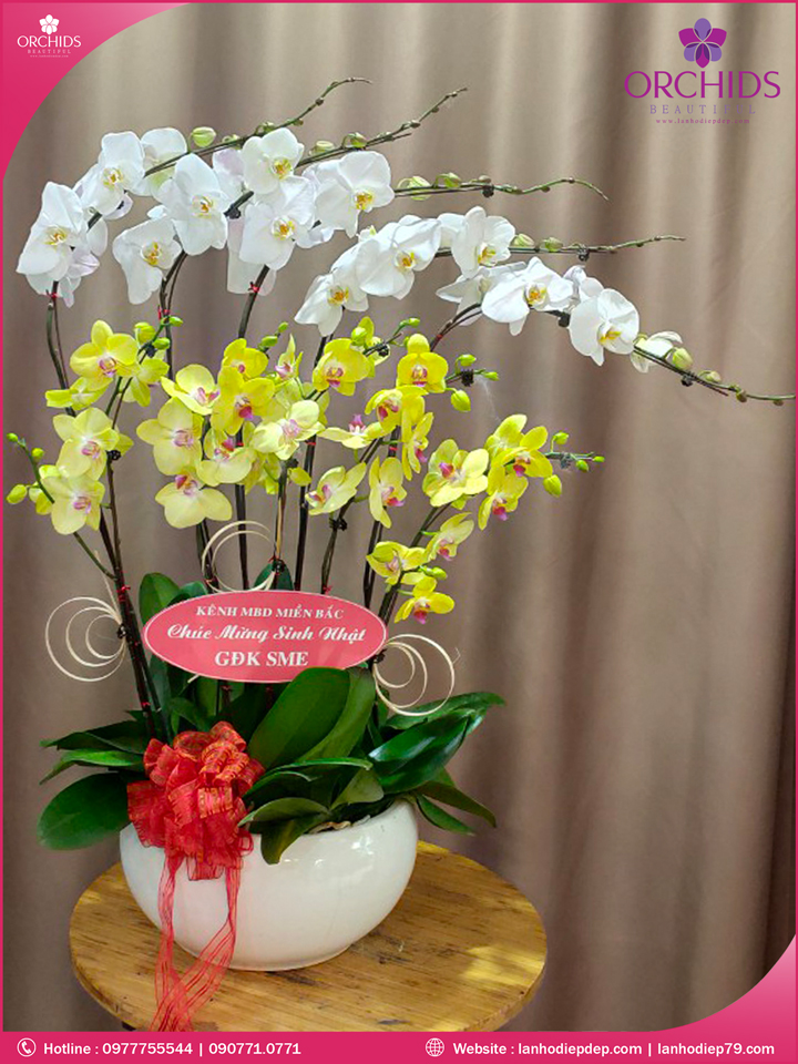Chậu hoa lan hồ điệp trắng vàng 10 cành
