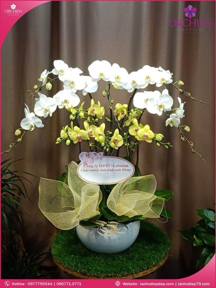 Chậu hoa lan hồ điệp trắng vàng 10 cành