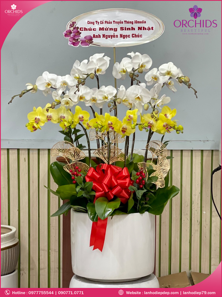 Chậu hoa lan hồ điệp trắng vàng 12 cành