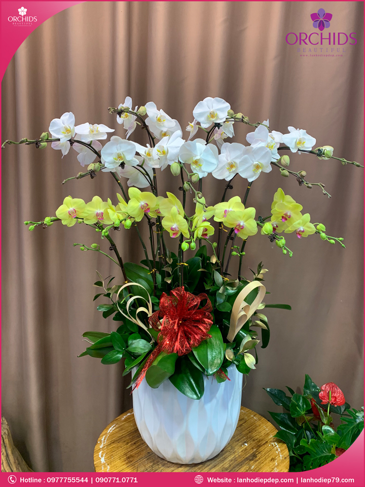 Chậu hoa lan hồ điệp trắng vàng 12 cành