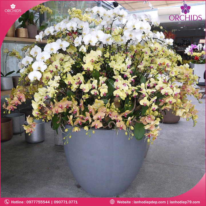 Chậu hoa lan hồ điệp trắng vàng 120 cành
