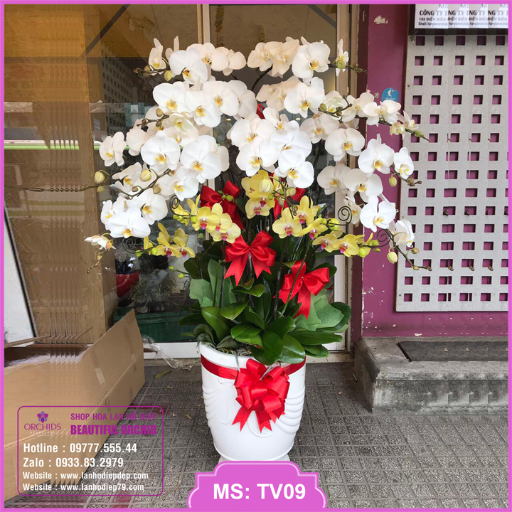 Chậu hoa lan hồ điệp siêu đẹp kết hợp 16 cành hoa màu trắng vàng