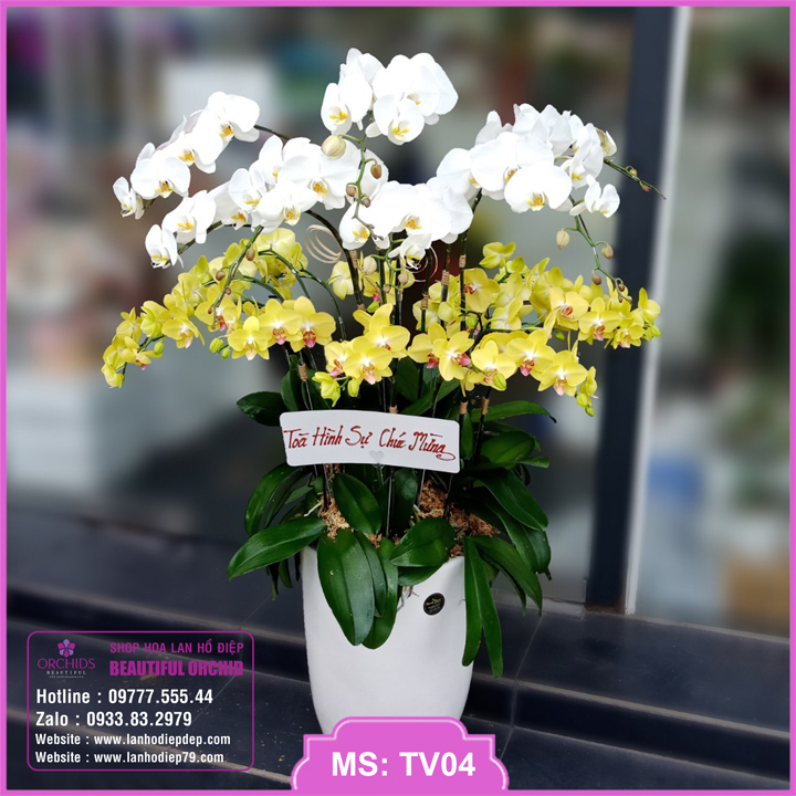 Chậu hoa lan tặng khai trương 18 cành lan hồ điệp màu trắng vàng