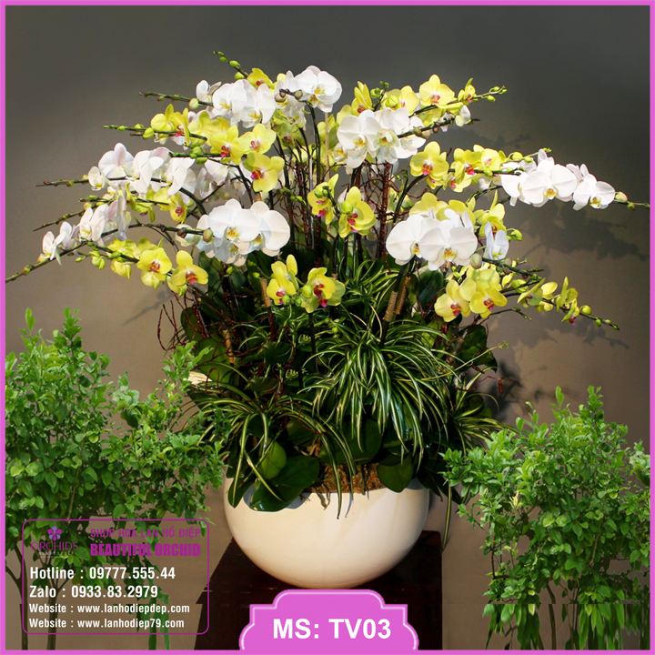 Chậu hoa lan hồ điệp đẹp màu trắng vàng 20 cành hoa