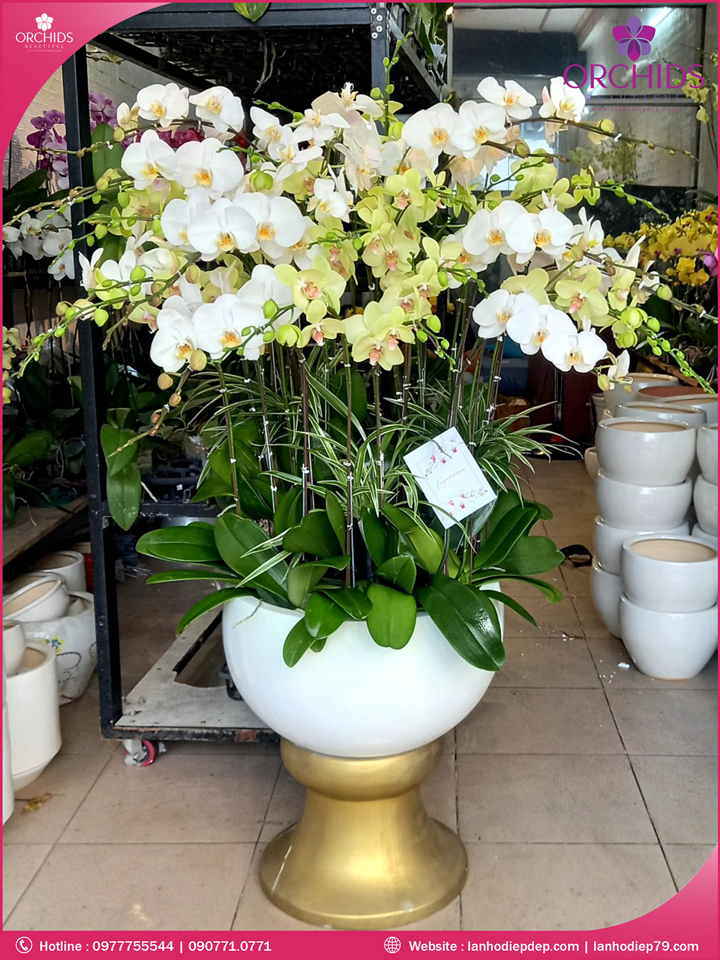 Chậu hoa lan hồ điệp trắng vàng 20 cành