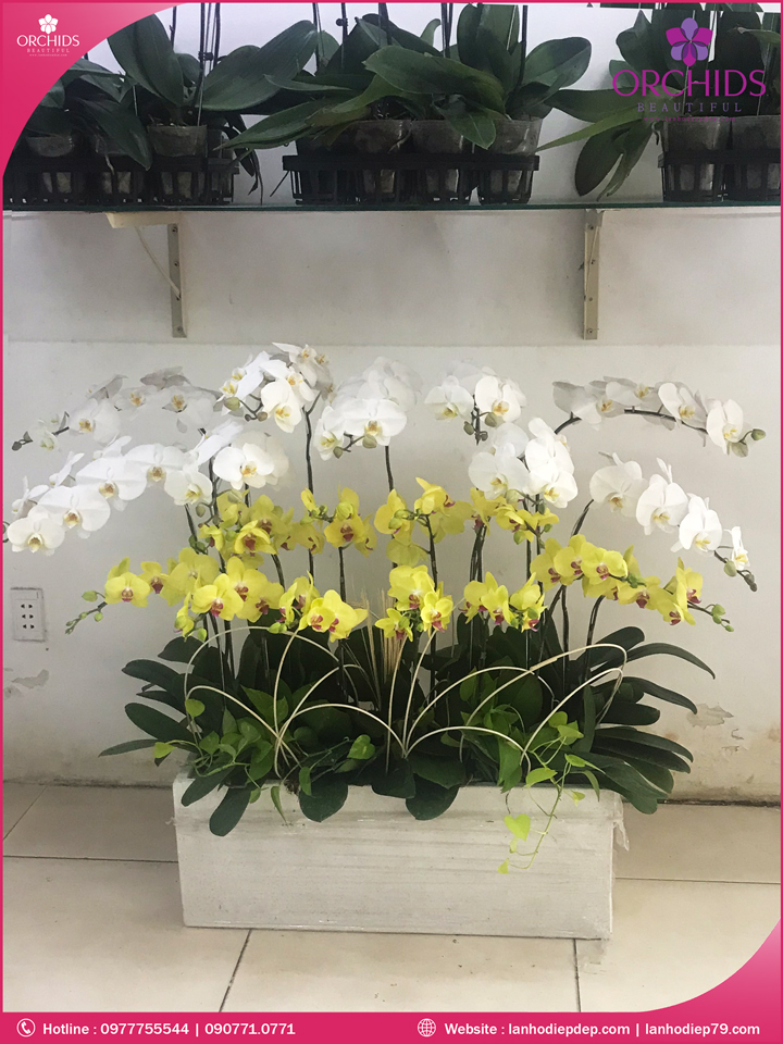 Chậu hoa lan hồ điệp trắng vàng 20 cành