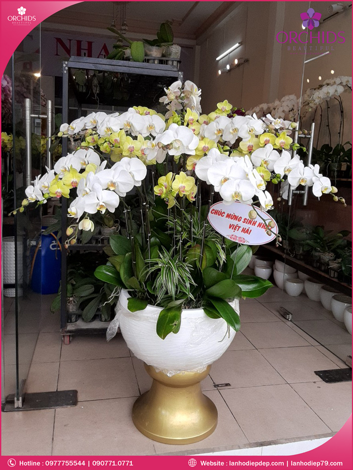 Chậu hoa lan hồ điệp trắng vàng 20 cành