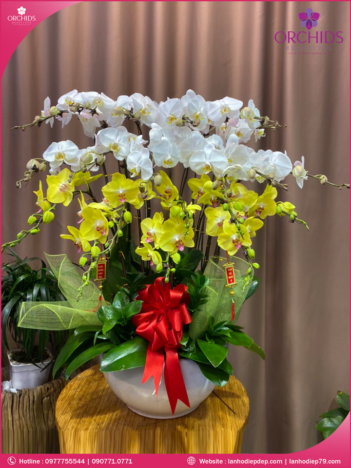 Chậu hoa lan hồ điệp trắng vàng 20 cành