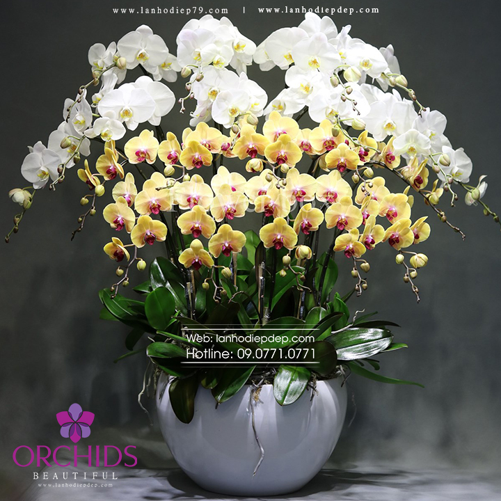 Chậu lan hồ điệp 25 cành hoa màu trắng vàng