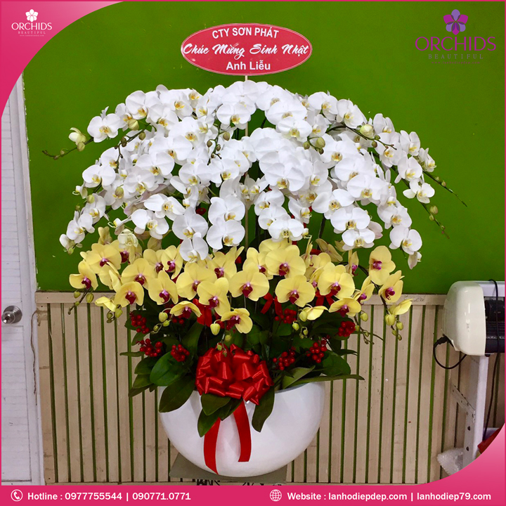 Chậu hoa lan hồ điệp trắng vàng 30 cành
