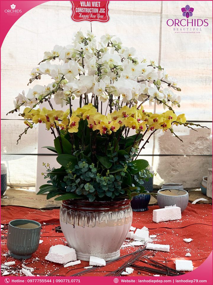 Chậu hoa lan hồ điệp trắng vàng 30 cành
