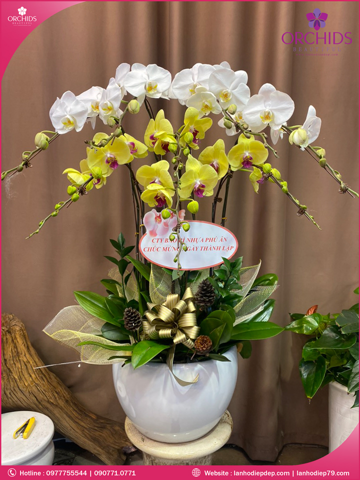 Chậu hoa lan hồ điệp trắng vàng 8 cành