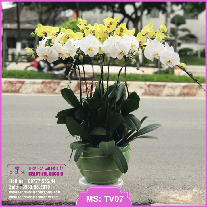Chậu hoa lan hồ điệp trắng vàng ghép 9 cành