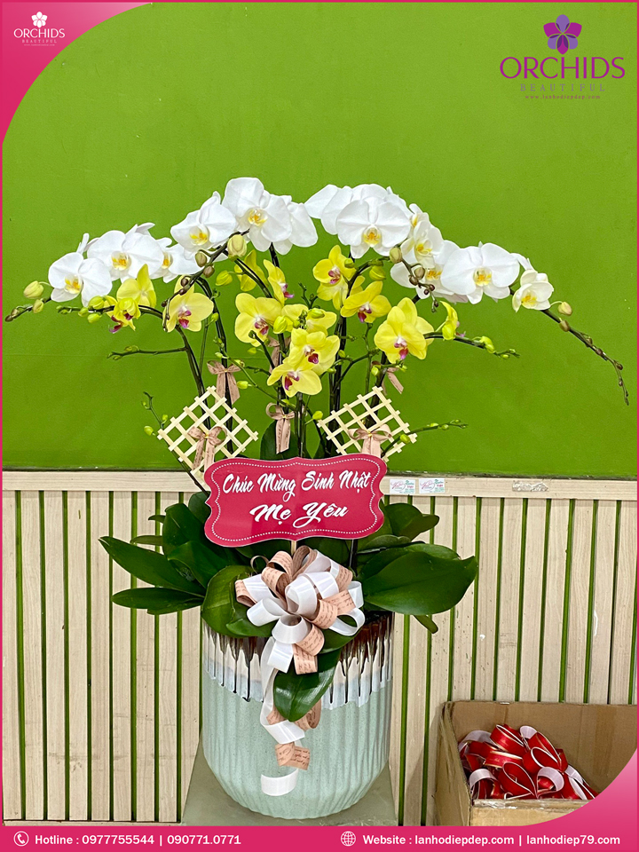 Chậu hoa lan hồ điệp trắng vàng 9 cành