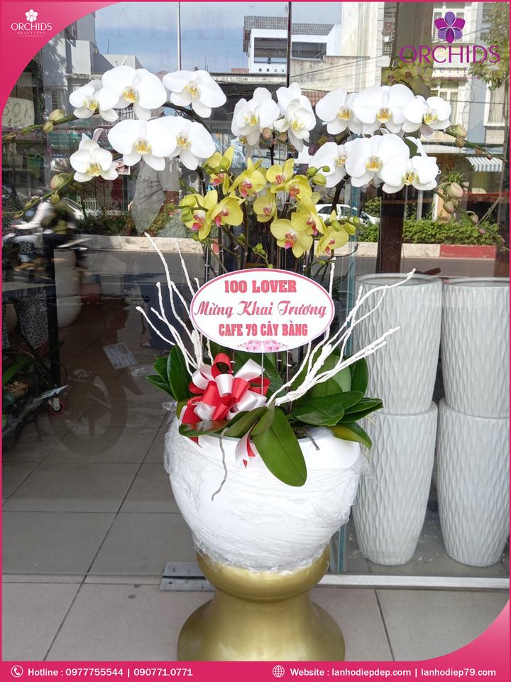 Chậu hoa lan hồ điệp trắng vàng 9 cành
