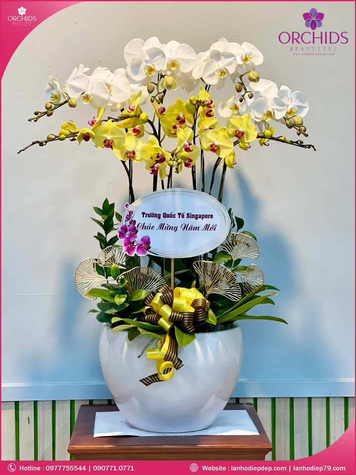Chậu hoa lan hồ điệp trắng vàng 9 cành