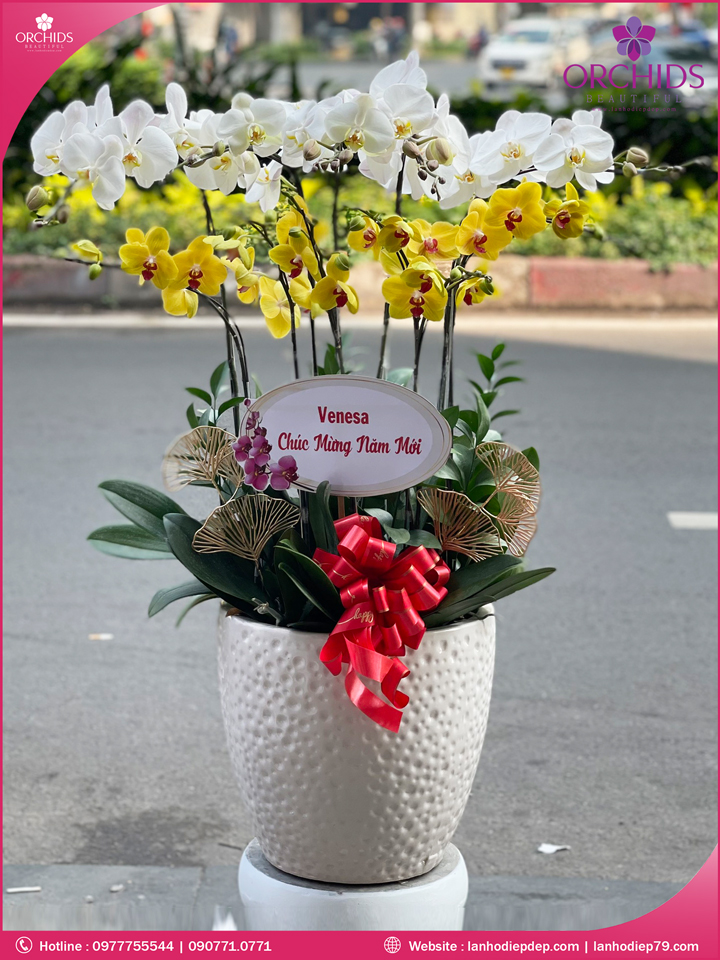Chậu hoa lan hồ điệp trắng vàng 9 cành